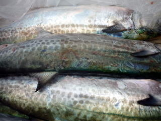 サゴシ(サワラ)