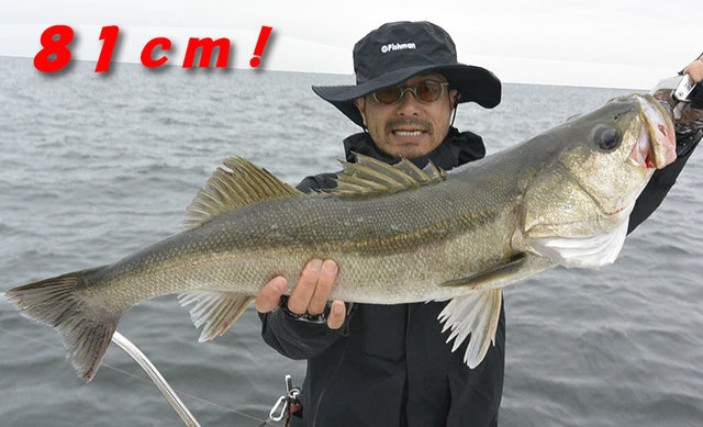 シーバス(スズキ)