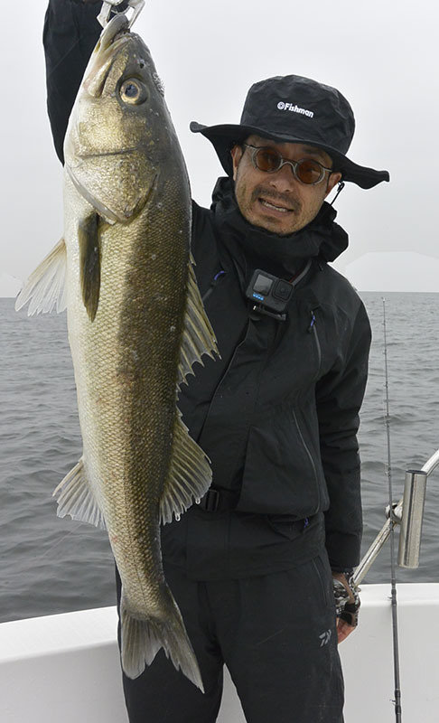 シーバス(スズキ)