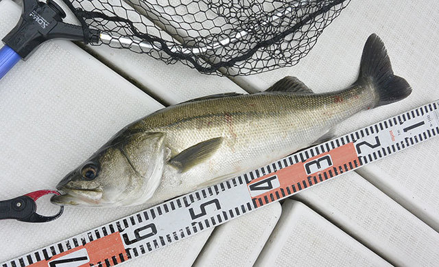 シーバス(スズキ)