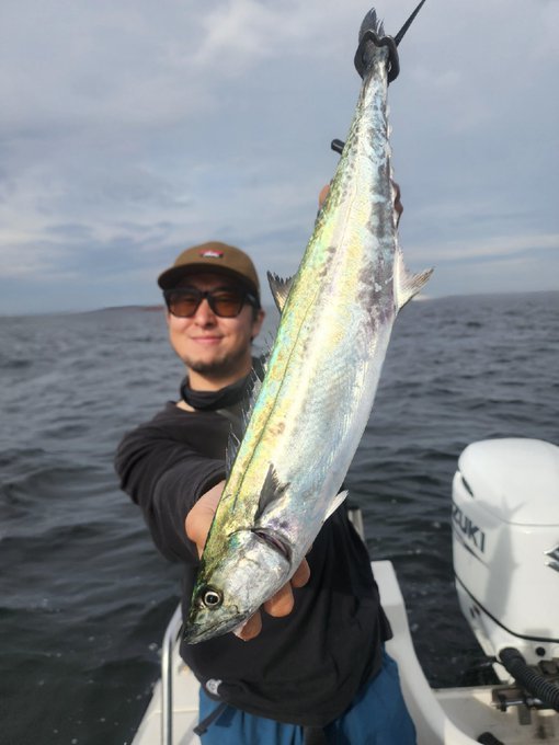 サゴシ(サワラ)