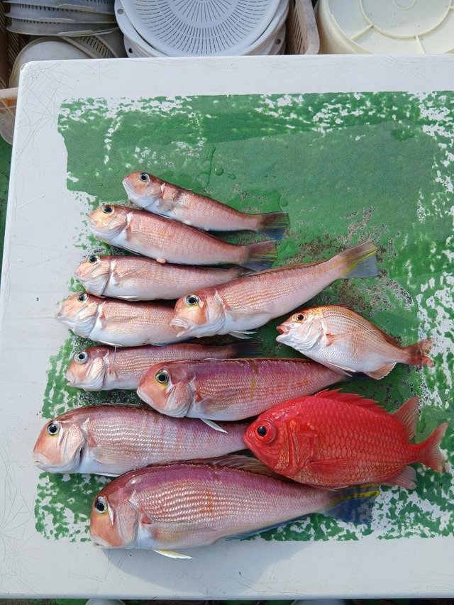 アマダイ(アカアマダイ)・エビスダイ・ヒメコダイ