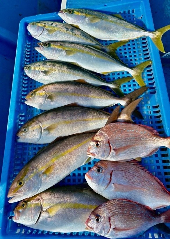 ハナダイ(チダイ)・イナダ(ブリ)・カンパチ