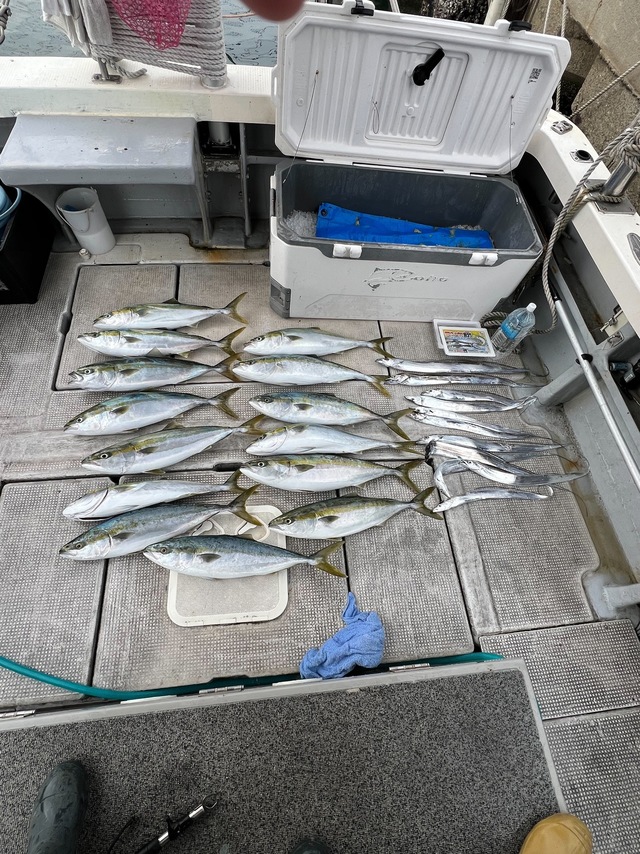 メジロ(ブリ)・タチウオ