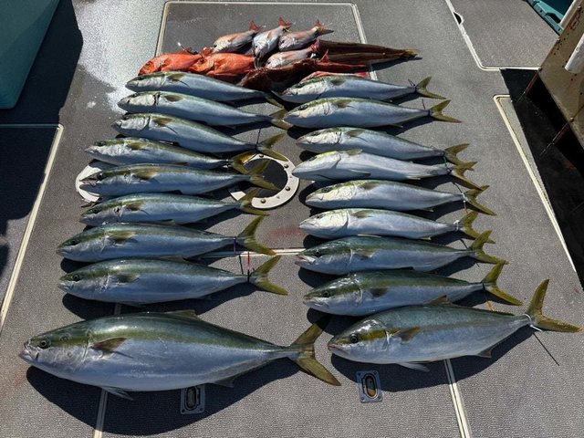 マダイ・ハマチ(ブリ)・ホウボウ・キンメダイ