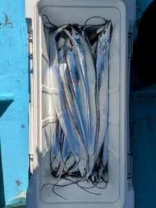 タチ(タチウオ)