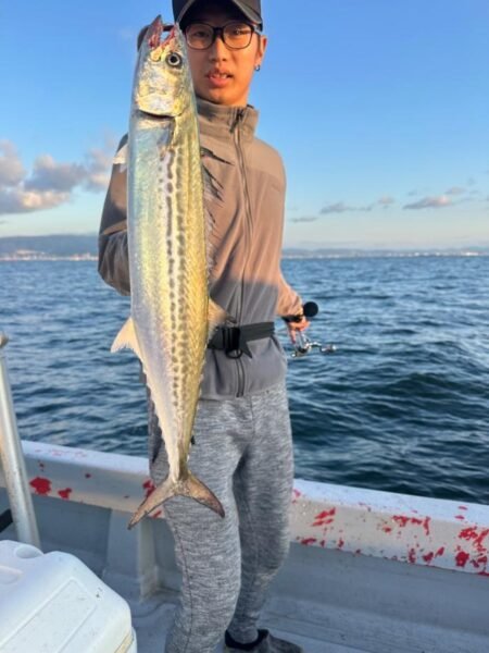 サゴシ(サワラ)