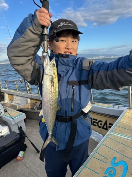 サゴシ(サワラ)