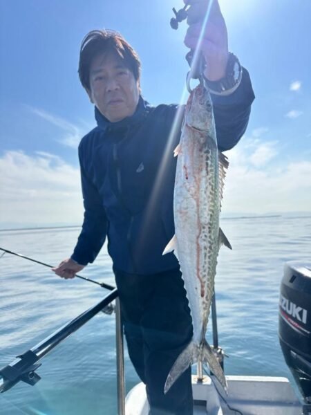 サゴシ(サワラ)