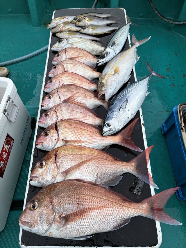 マダイ・シオ(カンパチ)・メイチダイ・ヤイトガツオ(スマ)