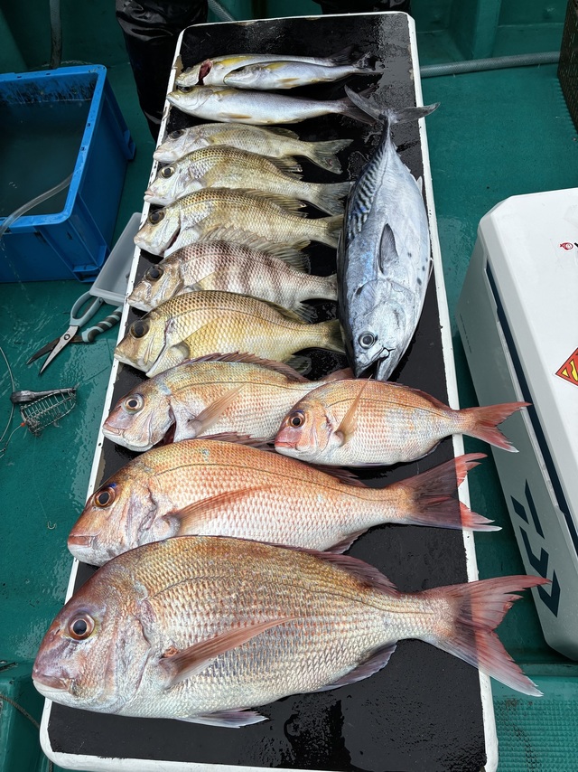 マダイ・シオ(カンパチ)・メイチダイ・ヤイトガツオ(スマ)