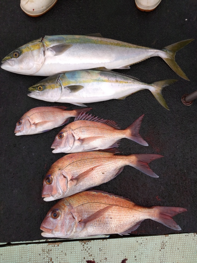 タイ(マダイ)・ハマチ(ブリ)・メジロ(ブリ)