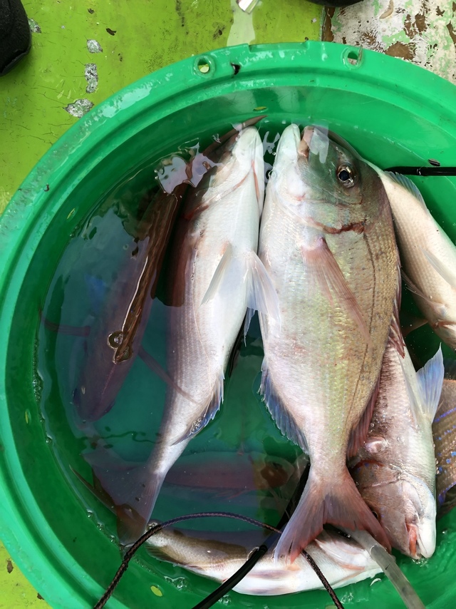 ハナダイ(チダイ)