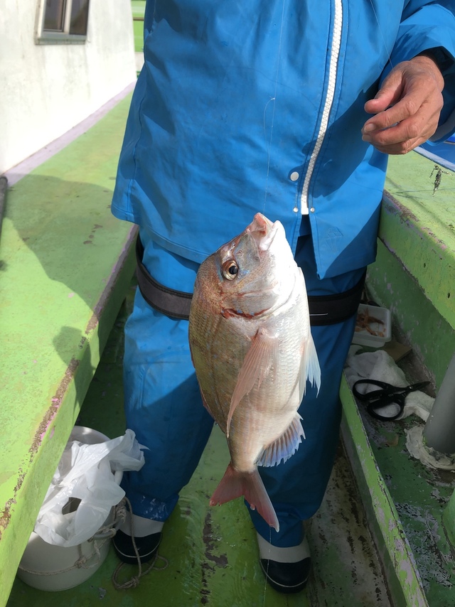 ハナダイ(チダイ)