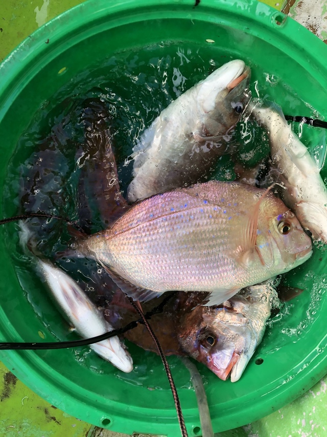 ハナダイ(チダイ)