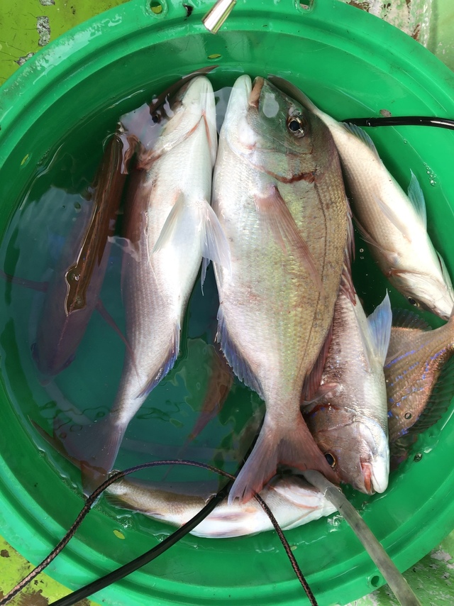 ハナダイ(チダイ)