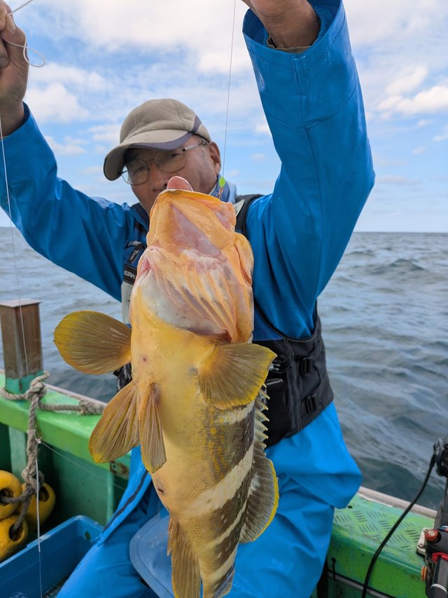 アオナ(アオハタ)