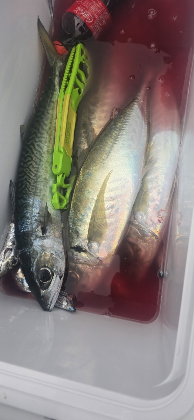 アジ(マアジ)・サバ(マサバ)