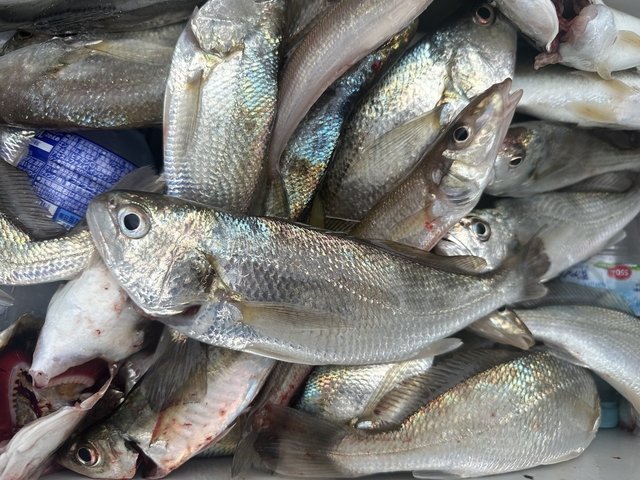 イシモチ(シログチ)