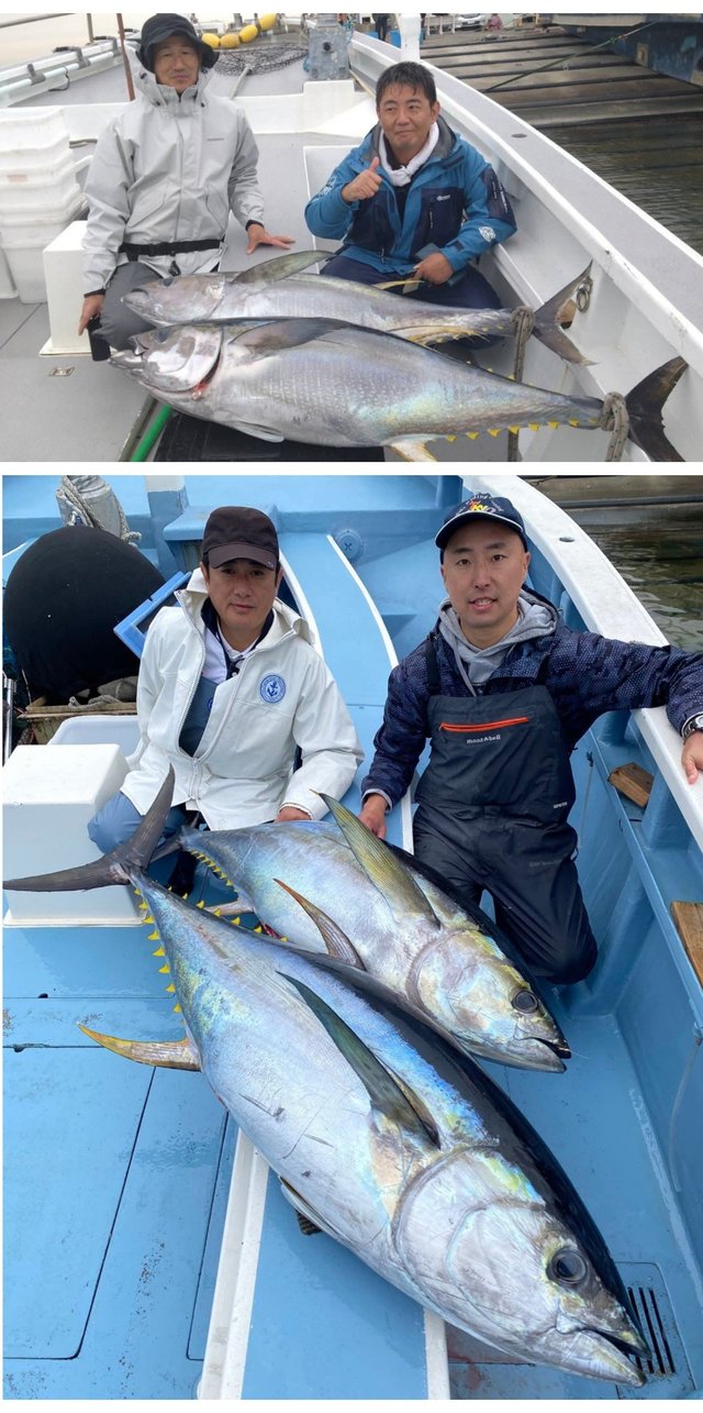 キハダマグロ(キハダ)