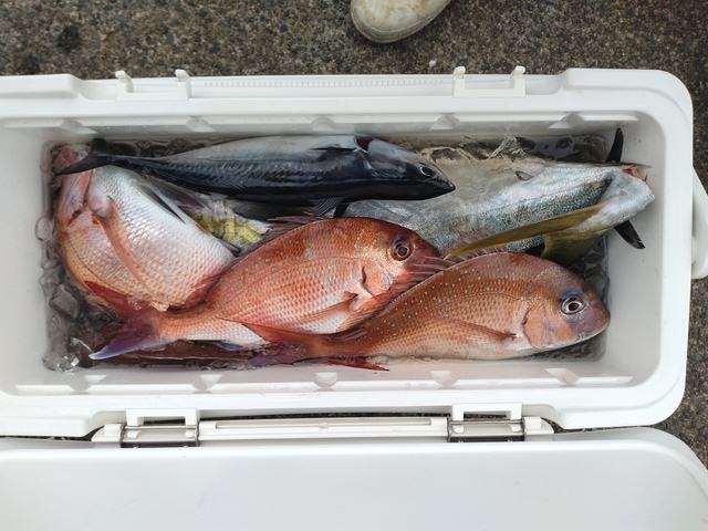 マダイ・サワラ