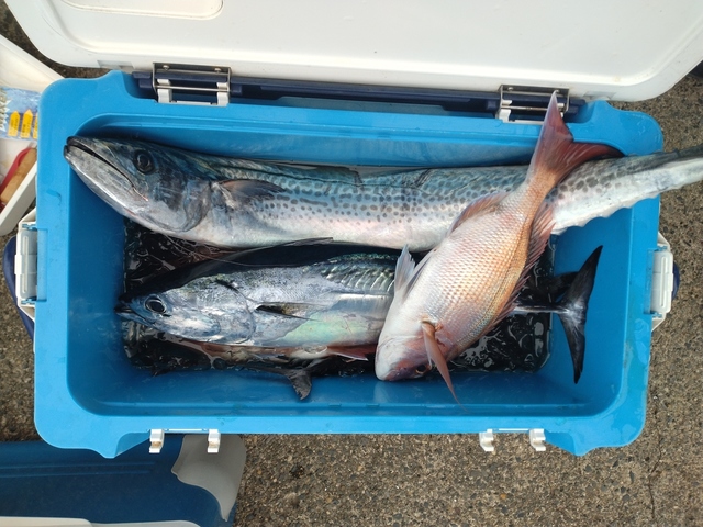 マダイ・サワラ