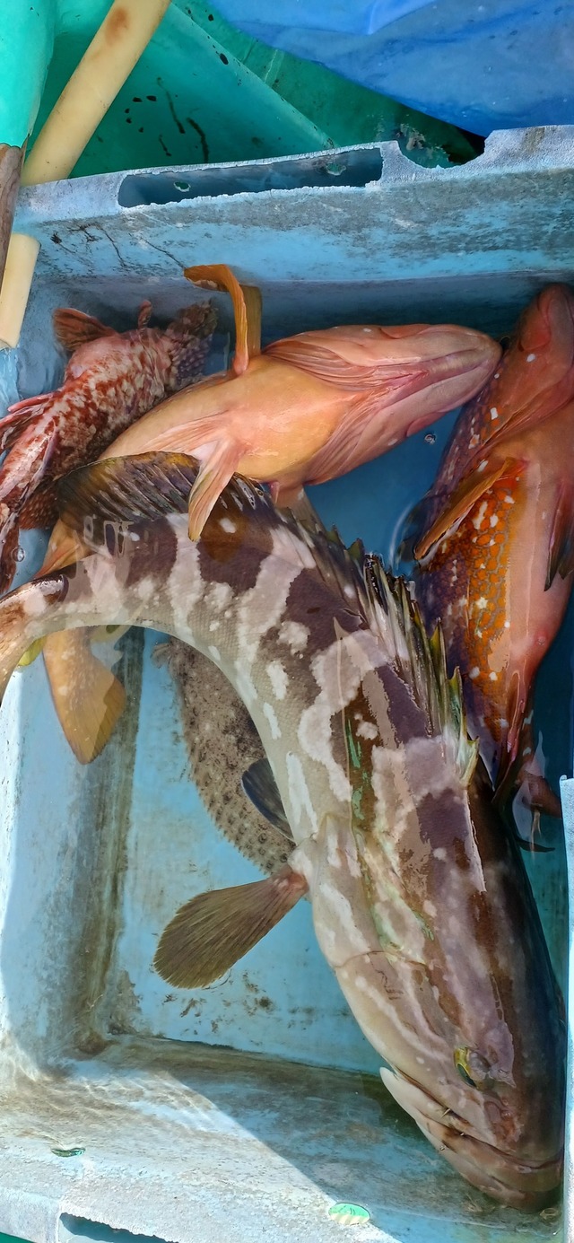 アコウ(キジハタ)