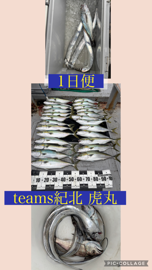 メジロ(ブリ)・タチウオ・クログチ