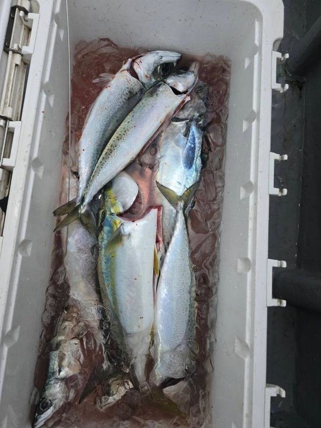 イナダ(ブリ)・ニベ