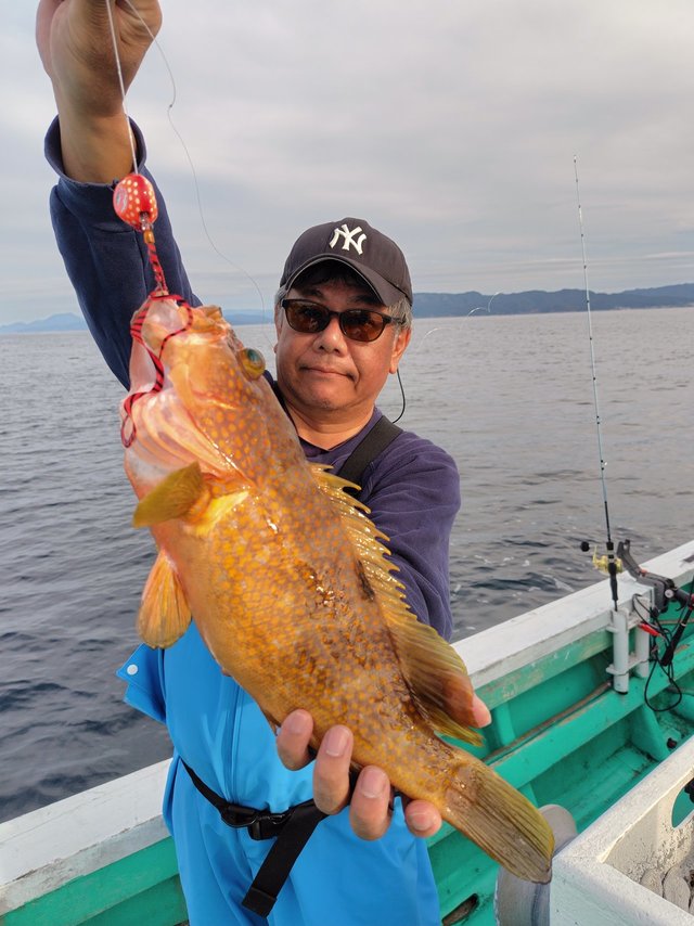 アコウ(キジハタ)