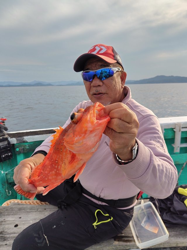 ガシラ(カサゴ)