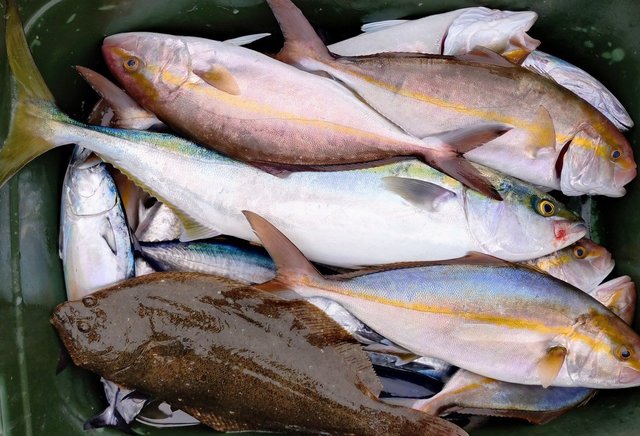 ワラサ(ブリ)・カンパチ・ヒラメ