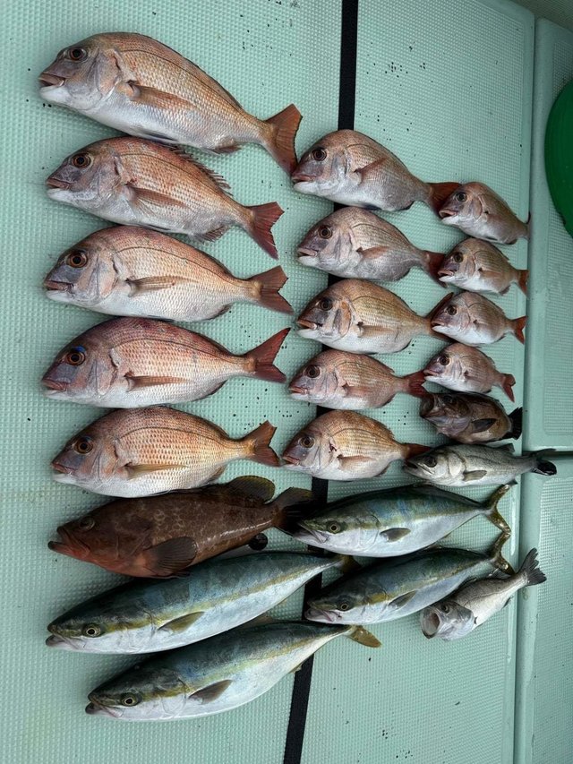 マダイ・マタカ(スズキ)・キジハタ・ワラサ(ブリ)・メバル