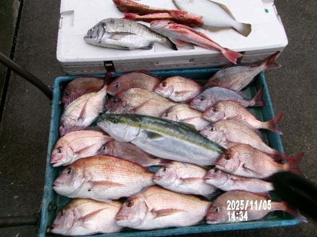 マダイ・クロダイ・ワラサ(ブリ)・ホウボウ・ソゲ(ヒラメ)