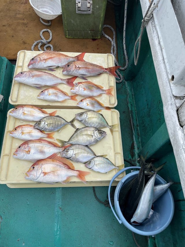 マダイ・レンコダイ(キダイ)・メッキ(ロウニンアジ)・ツバス(ブリ)・サバ(ゴマサバ)