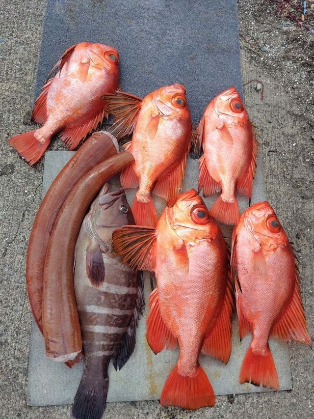 キントキ(チカメキントキ)・ヤガラ(アカヤガラ)・ハタ(マハタ)