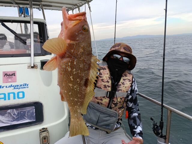 アコウ(キジハタ)