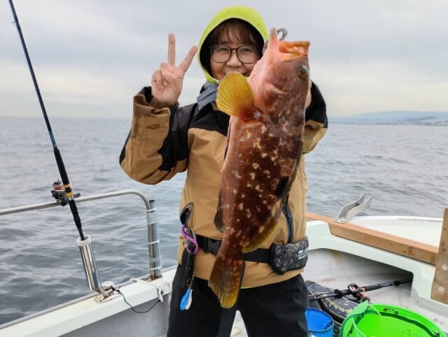 アコウ(キジハタ)