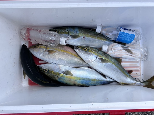 ハマチ(ブリ)・シオ(カンパチ)