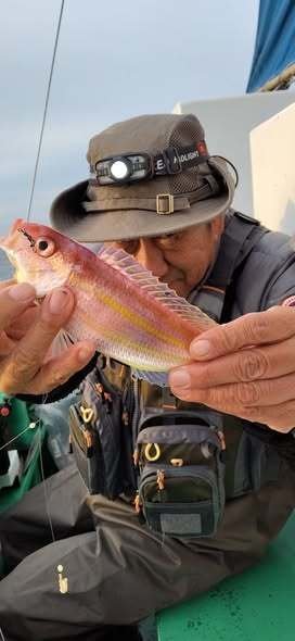 イトヨリ(イトヨリダイ)