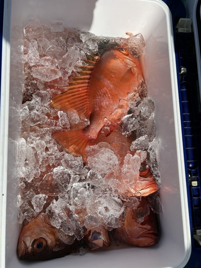 チカメキントキ