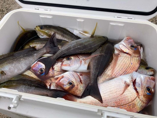 ハナダイ(チダイ)・イサキ