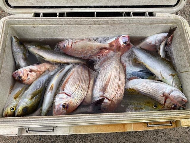 マダイ・ハナダイ(チダイ)・イサキ