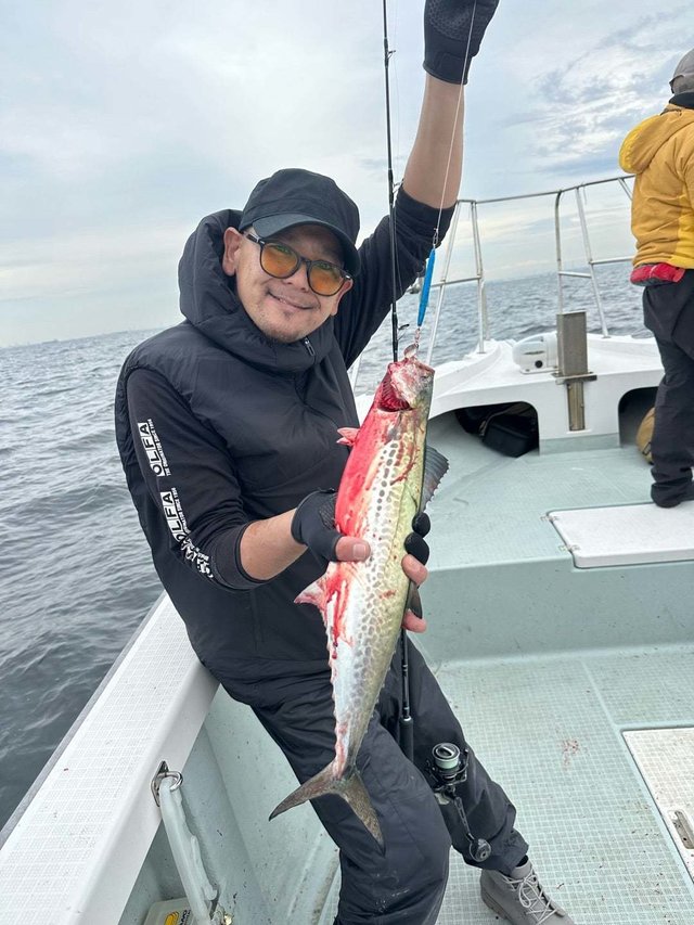 サゴシ(サワラ)