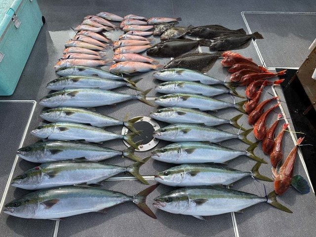 ハマチ(ブリ)・アマダイ(アカアマダイ)・ホウボウ・ヒラメ