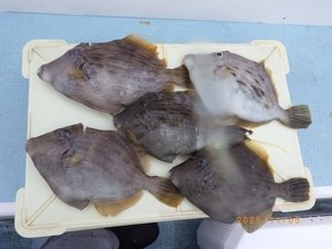 カワハギ