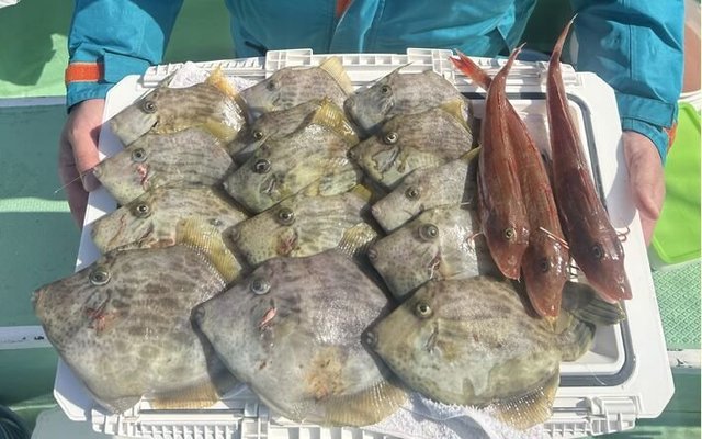 ホウボウ・カワハギ