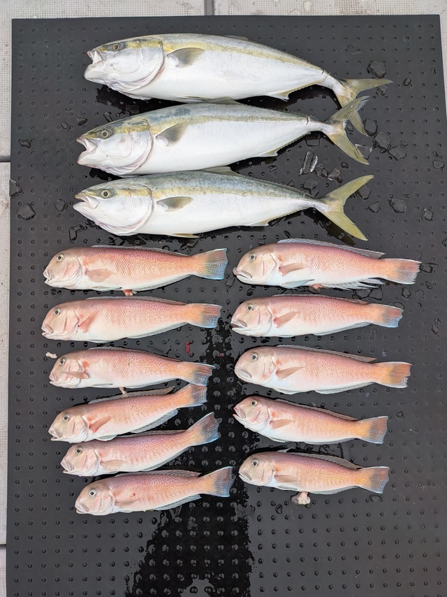 ブリ・シロアマダイ