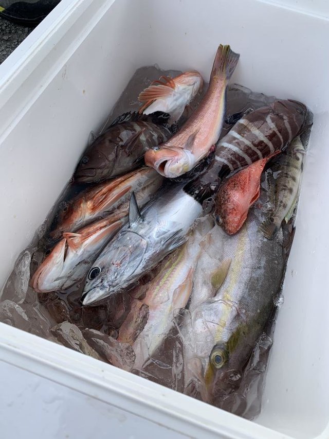 マハタ・アマダイ(アカアマダイ)・カサゴ