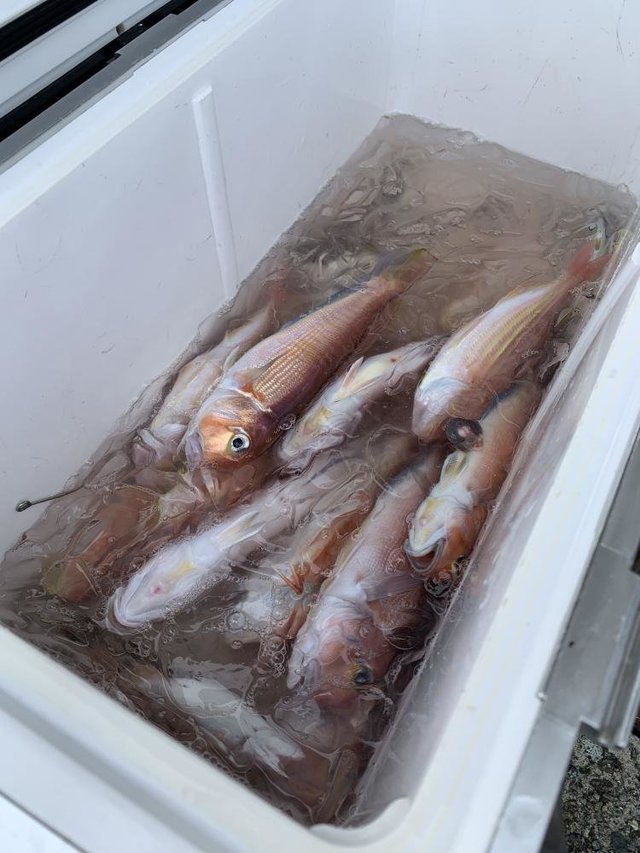 アマダイ(アカアマダイ)